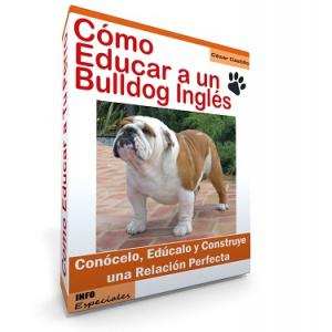 Como Educar a un Bulldog Ingles - Gua de Entrenamiento