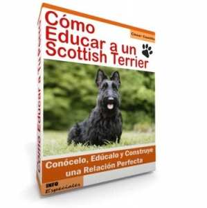 Como Educar a un Scottish Terrier - Gua de Entrenamiento